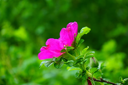 focus photography of pink petaled flower thumbnail