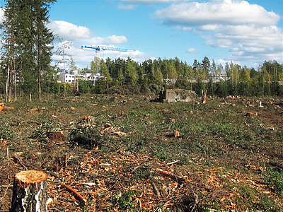 green forest under white clouds during daytime thumbnail