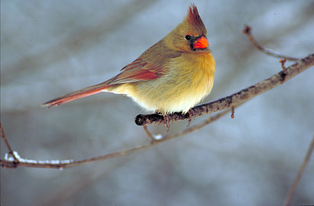 photo of a brown and red bird on tree trunk thumbnail