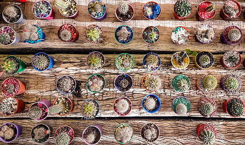 assorted plant pot lot thumbnail