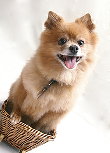 long-coated brown dog on brown wicker basket thumbnail