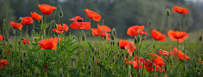 closeup photography of red poppy field thumbnail
