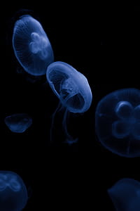 selective focus photography of jellyfish thumbnail