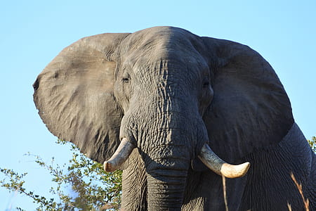 grey elephant standing beside green plant at daytime thumbnail