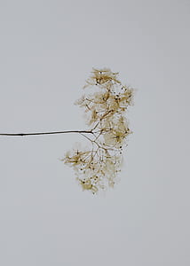 white hydrangeas closeup photography thumbnail