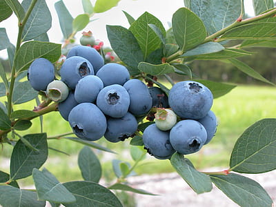 blue berry tree thumbnail