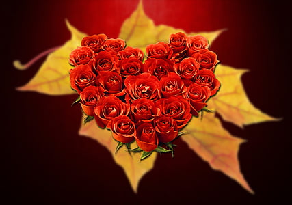 close-up photography of heart-shaped rose flowers thumbnail
