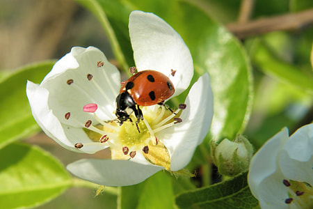 macro photography of red ladybug on flower thumbnail