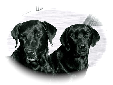 two black Labrador retrievers thumbnail