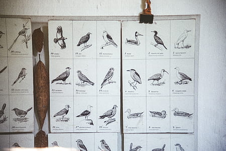 types of bird chart thumbnail