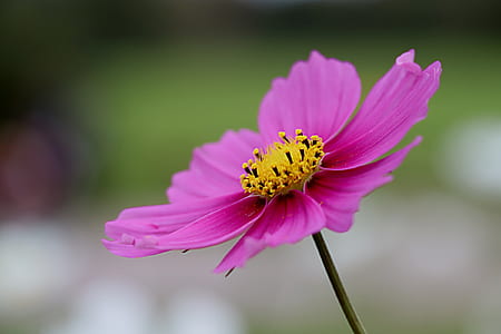 selective focus photo of purple flower thumbnail