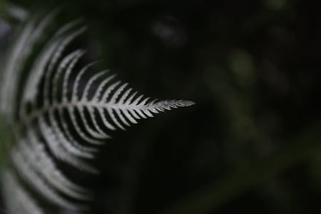 white leaf thumbnail