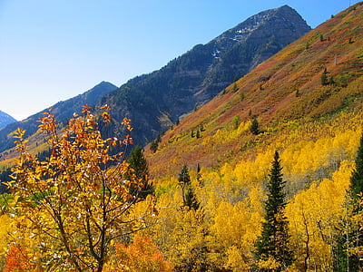 forest near mountains thumbnail