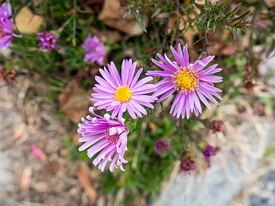 closeup photo of purple petaled flower thumbnail