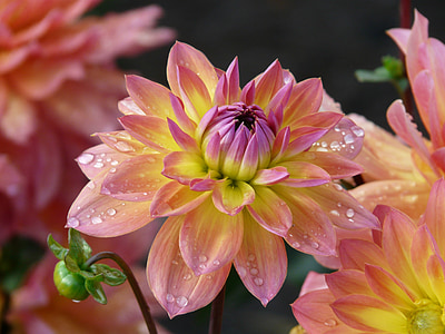 closeup photo of pink and yellow petaled flower thumbnail