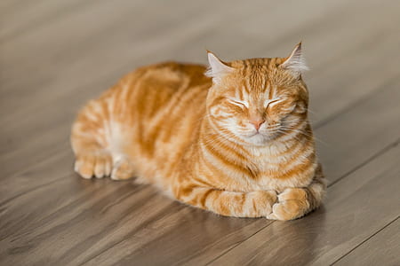 orange tabby cat on brown wooden floor thumbnail