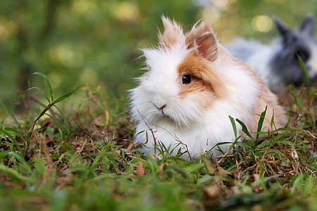 selective focus photography of guinea pig on grassfield thumbnail