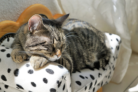 gray and black tabby kitten lying on sofa thumbnail