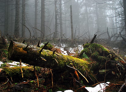 foggy forest scenery thumbnail