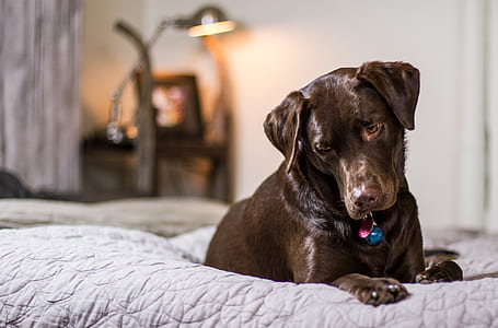 adult chocolate Labrador retriever on bed thumbnail