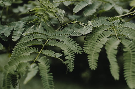 green fern thumbnail