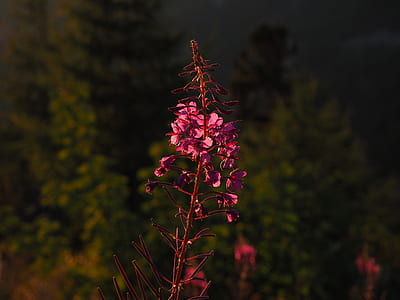 pink spike flowers closeup photography thumbnail