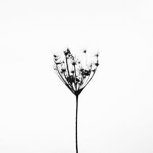 grayscale photography of dandelion thumbnail