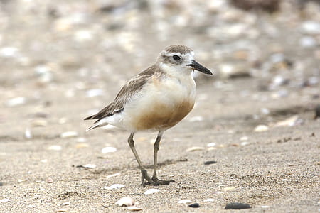 white and brown bird on brown sand shallow focus photography thumbnail
