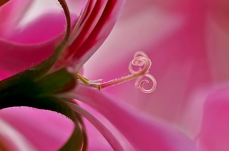 pink flower thumbnail