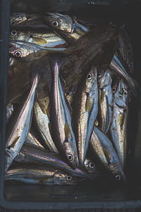 silver fish lot in basket thumbnail