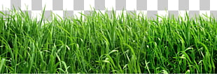 Lawn Artificial turf Insecticide Insect repellent Garden, Grass , green leafed plants on field PNG clipart