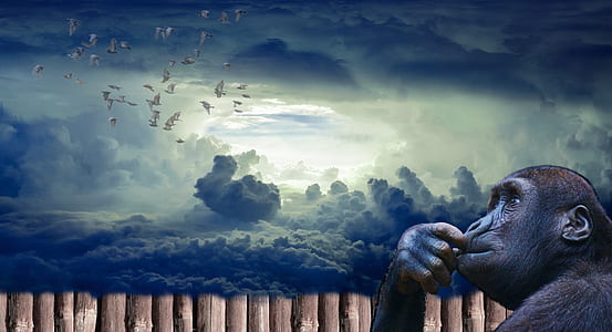 photo of monkey looking at clouds thumbnail