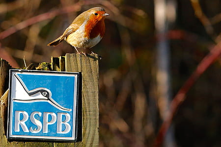 RSPB bird signage thumbnail