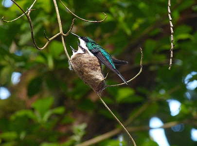 bird on tree during daytime thumbnail