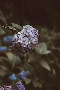 selective photo of gray petaled flowers thumbnail