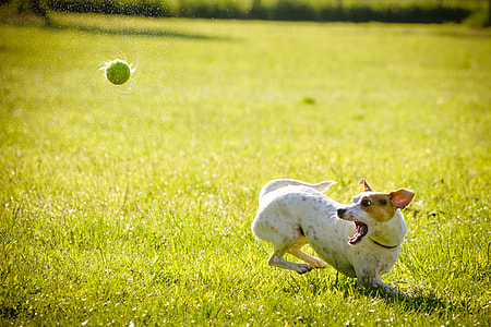 white and tan Jack Russell Terrier playing tennis ball on grass field at day time thumbnail