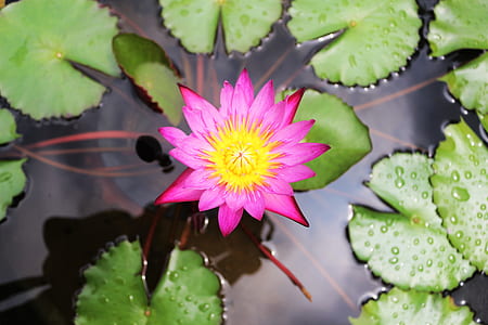 top view photography of pink lotus flower thumbnail