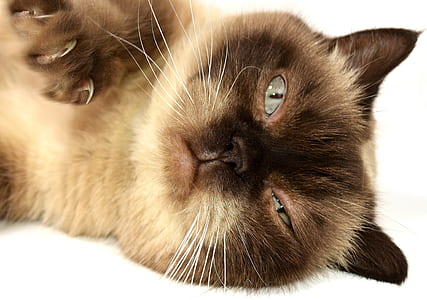 siamese cat thumbnail
