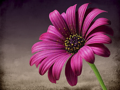 closeup photography of purple petaled flower thumbnail