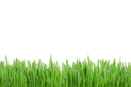 green grasses with white background thumbnail