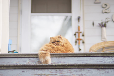 orange cat laying on wooden stair thumbnail