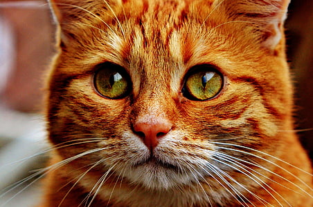 closeup photography of yellow tabby cat thumbnail