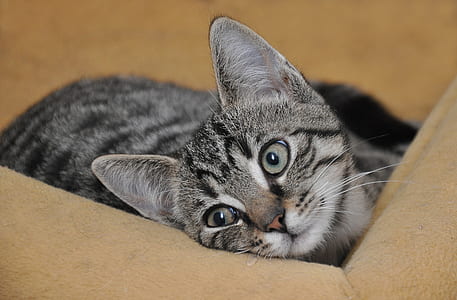 grey tabby cat on beige pet bed thumbnail