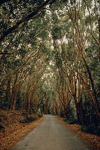 photo of pathway between trees thumbnail
