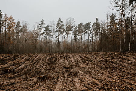 Autumn walk to the forest in foggy weather thumbnail