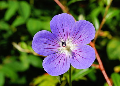 purple 5-petal flower in close up photography thumbnail