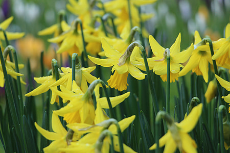 yellow petaled flower field thumbnail