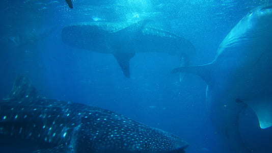 underwater shoal of sharks thumbnail