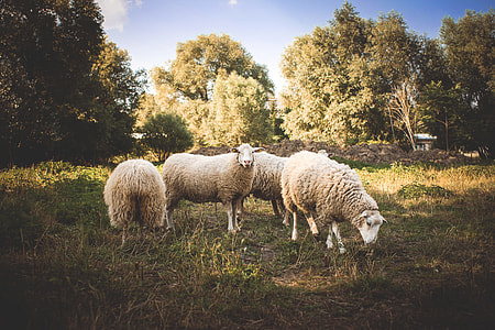 A Small Flock of Sheep thumbnail