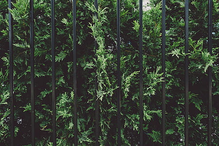 shrub, garden, plant, fence thumbnail